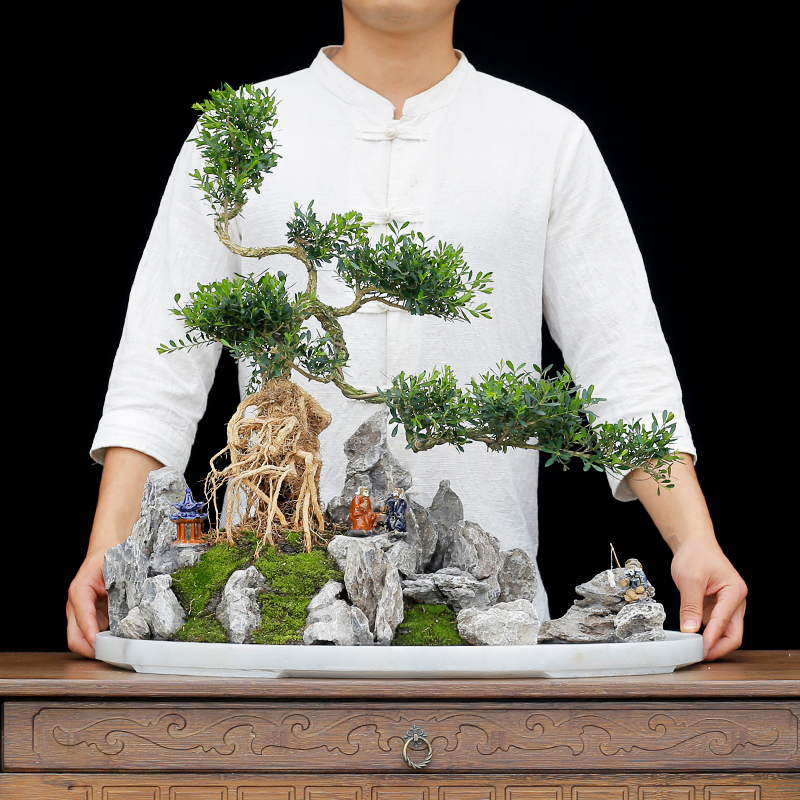 雀舌皱皮黄杨盆景植物大型老桩室内客厅假山造型树桩庭院绿植盆栽