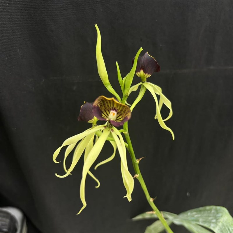 [章鱼兰]万峰绿缘