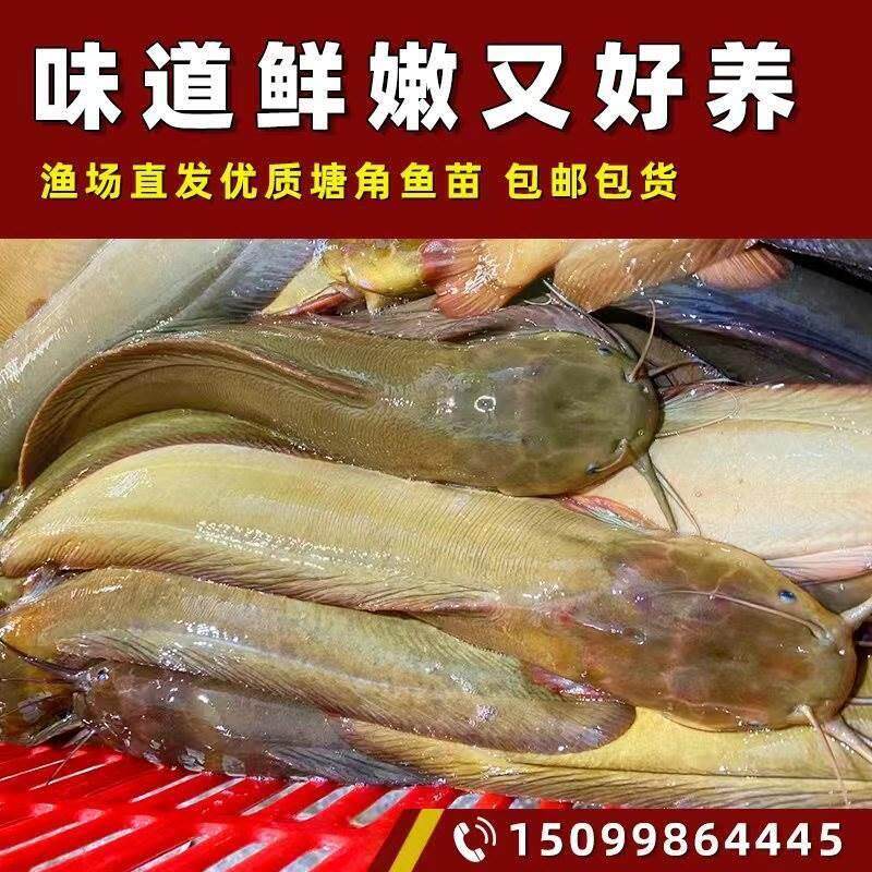 塘鲺鱼苗 塘角鱼鱼苗 皇妃一号塘角鱼 土塘虱 土鲶鱼苗 塘虱鱼苗