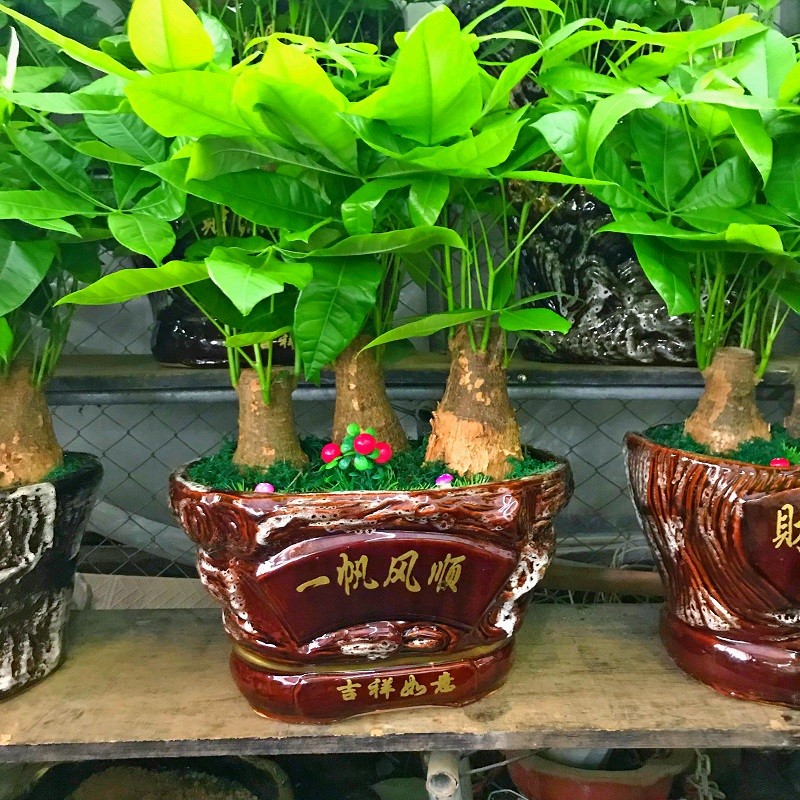 深圳发财树盆栽 发财树 盆栽 大 开业送礼办公室客厅吸收甲醛绿植