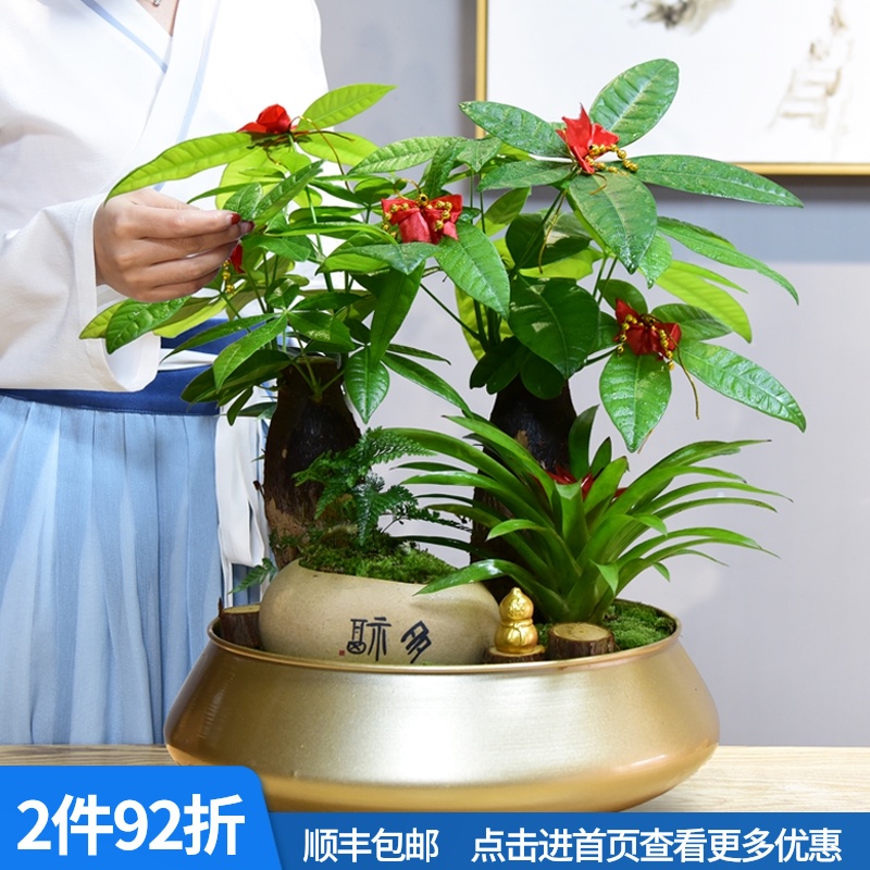 发财树大盆栽招财绿植物室内客厅好养易活花卉四季常青开业送礼