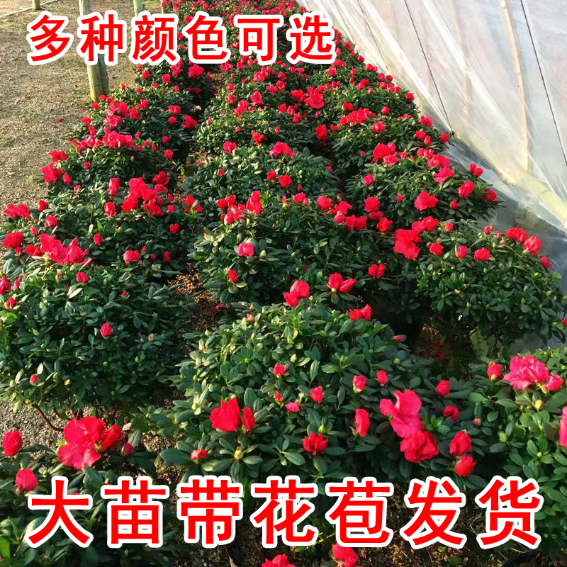 杜鹃花苗盆栽带花苞四季开花不断室内花卉绿植植物大棵好养活阳台