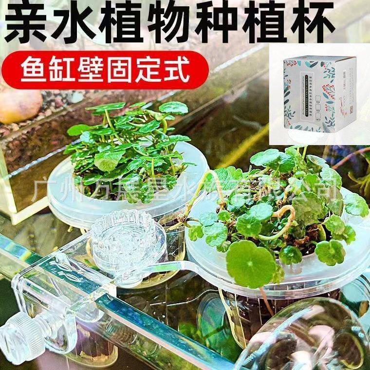 田园漫步鱼缸水培红薯苗带吸盘支架水生植物鱼缸装饰地瓜山芋盆栽