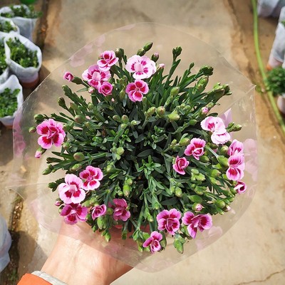 初吻香石竹花苗带花苞花卉植物客厅室内阳台好养奥斯卡康乃馨盆栽