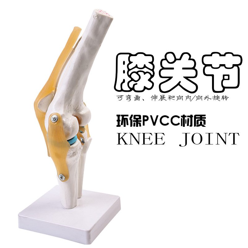人体功能性膝关节韧带群模型人体膝关节模型 骨科教学展示 膝盖骨