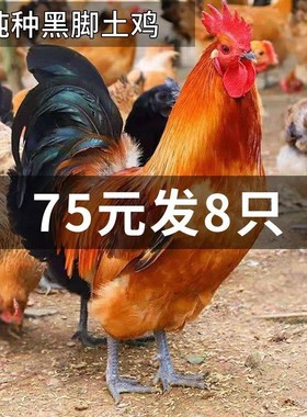 土公鸡活鸡红公鸡活体农家散养大公鸡麻羽鸡走地鸡土鸡包活到家
