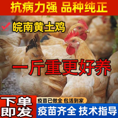 纯种一斤皖南黄土鸡活苗小鸡活苗半大产蛋王鸡1斤散养活体草鸡苗