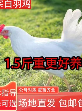 纯种高产白羽鸡活鸡白羽公鸡产蛋纯白母鸡鸡苗白羽鸡苗