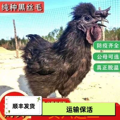 黑丝毛半斤左右发货丝羽黑凤乌鸡凤头鸡脱温鸡绿壳蛋鸡乌骨鸡鸡苗