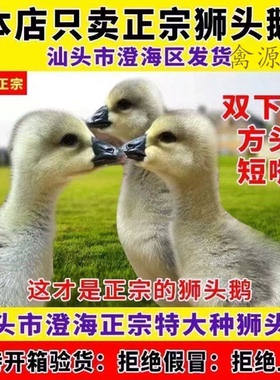 原种狮头鹅正宗纯种狮头鹅活苗种狮头鹅苗1斤特大种脱温鹅蛋潮汕
