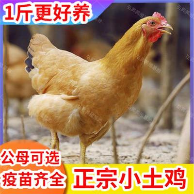 黄脚土鸡活苗一斤土鸡活体高产蛋下蛋土鸡小鸡活苗小笨鸡青脚土鸡