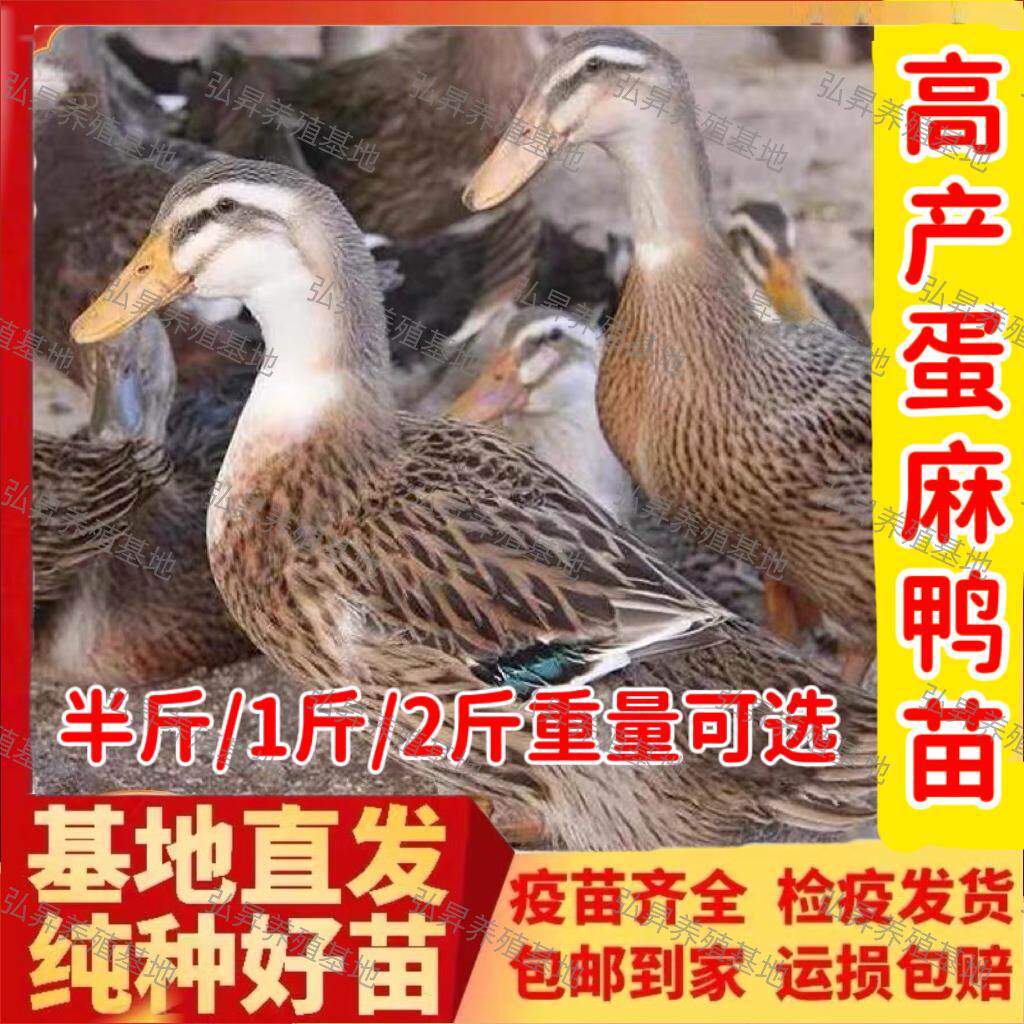 高产绿壳蛋麻鸭苗鸭子活苗半大小鸭子活苗麻鸭活苗水鸭家鸭活体