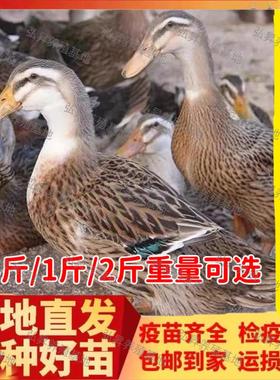 高产绿壳蛋麻鸭苗鸭子活苗半大小鸭子活苗麻鸭活苗水鸭家鸭活体
