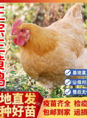 三黄鸡活苗纯种农家散养土鸡小鸡幼苗笨鸡活小鸡苗活鸡仔