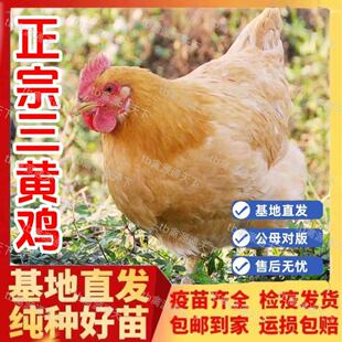三黄鸡活苗纯种农家散养土鸡小鸡幼苗笨鸡活小鸡苗活鸡仔