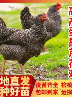 正宗黑芦花鸡活苗纯种半大黑芦花鸡活苗黑芦花鸡活苗1斤