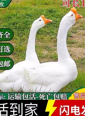 一斤鹅活苗产蛋王皖西白鹅特大狮头鹅脱温苗四季小鹅活苗豁眼鹅仔