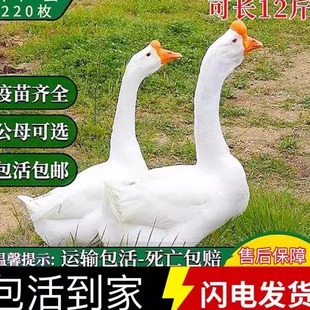 一斤鹅活苗产蛋王皖西白鹅特大狮头鹅脱温苗四季小鹅活苗豁眼鹅仔