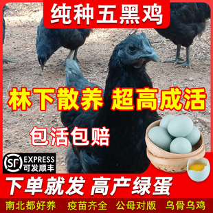散养纯种五黑鸡活苗 正宗1斤黑鸡绿壳蛋鸡半斤乌鸡活体鸡仔母鸡苗