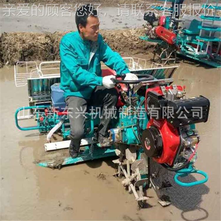 水坐插秧机 6乘行RLD式式插秧稻机 插秧机厂家