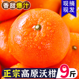 云南高山沃柑新鲜水果当季10现摘斤沙糖蜜橘砂糖柑橘桔子橘子整箱