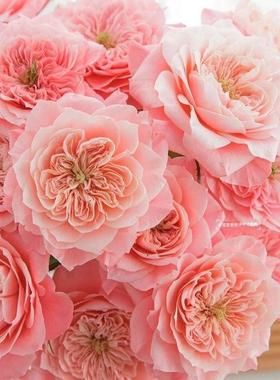 神仙级mikoto美琴玫瑰鲜花超稀有开放后绝绝子云南直发插花顺丰