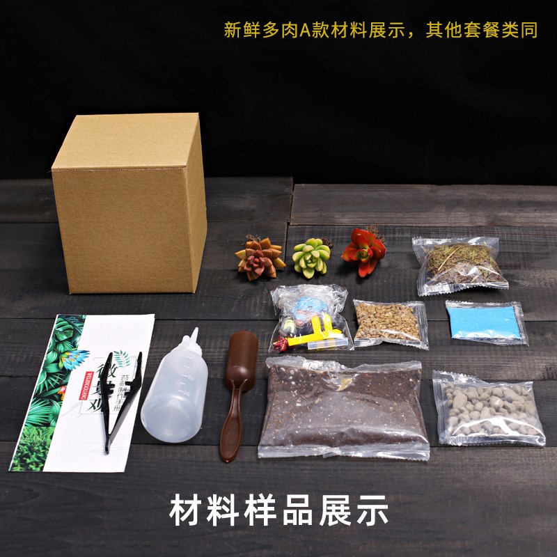 菁娇16c圣诞节新鲜活多肉植物盆景微景观小摆件组合套装diy材料包