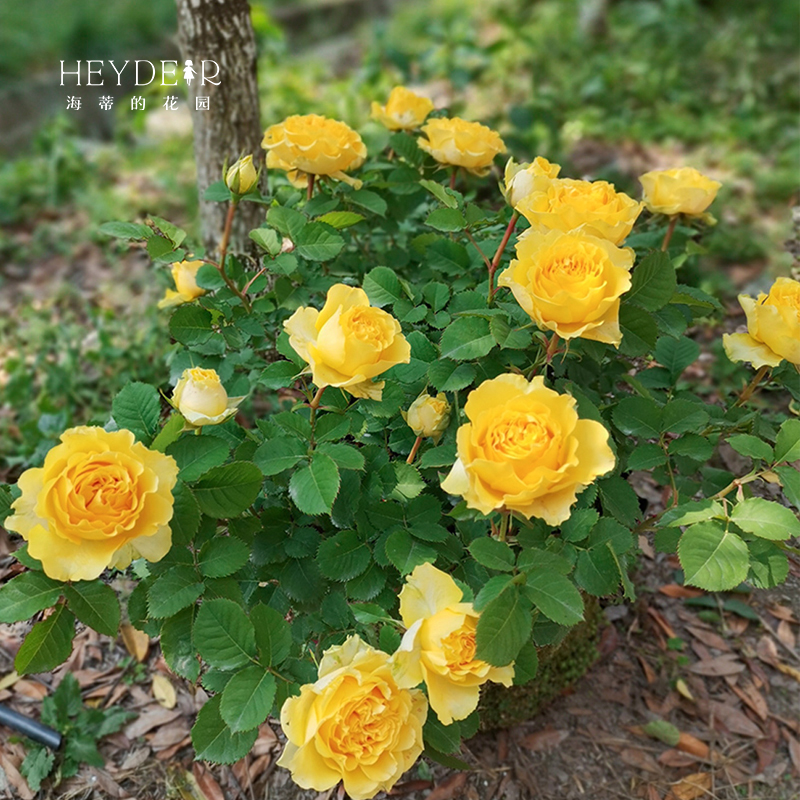海蒂的花园贝壳大花直立月季灌木波浪边抗L病阳台盆栽花卉植物花