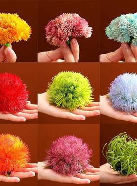 刺身装饰品摆件刺身花草冷菜菜品装饰仿真绿毛球摆盘三文鱼盘饰