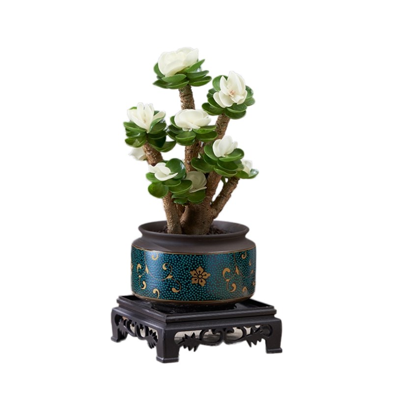 金钱木老桩多肉植物绿植室内盆栽客厅花卉办公室桌面四季易养活花