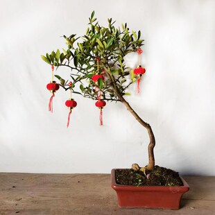 金豆盆景素材 四季常青 已挂果 (送喜庆卡片和小灯笼请备注)