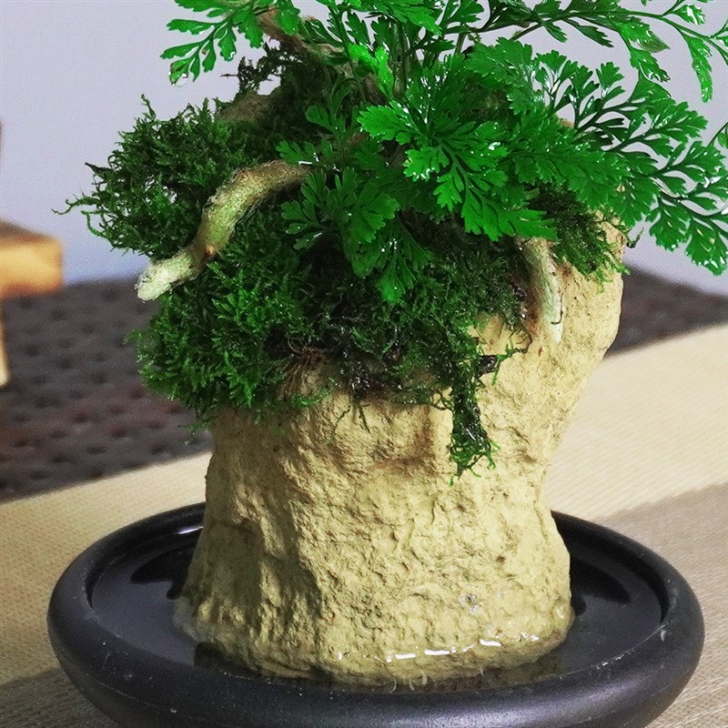 吸水石花盆蕨类植物盆景室内好养绿植办公桌面造型中式造型小盆栽