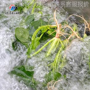 腾SOL昇牌小清水龙虾清机 洗商用洗 海产品蔬菜瓜果果气泡清洗机