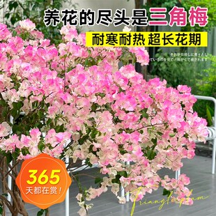 三角梅花树苗三角梅盆栽带花老桩特大苗室内阳台高端爬藤四季开花