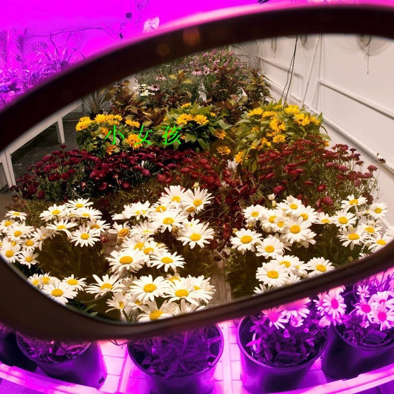 LED值物生长灯专用多功能防护眼镜 红光植物灯照射还原本色护目镜