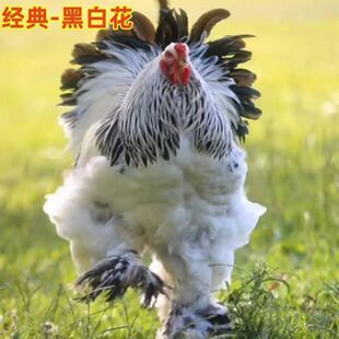 一斤正宗婆罗门鸡苗鸡脱温梵天活苗巨型观赏鸡大全正品活苗家禽