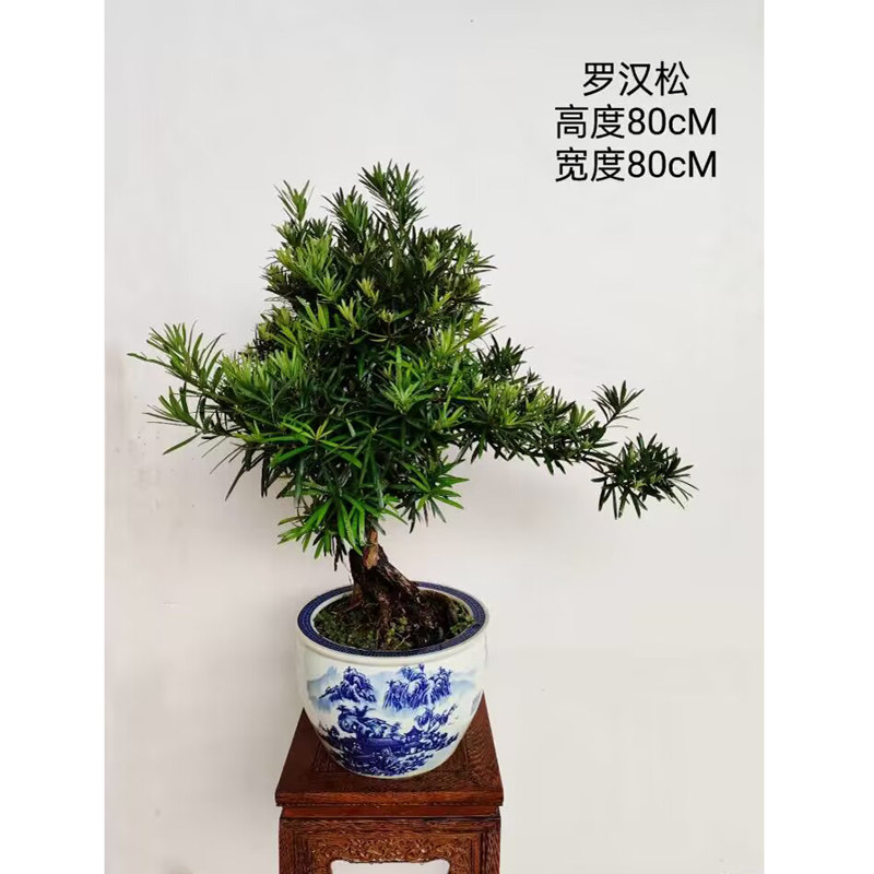 精品室内客厅盆景罗汉松雀舌黄杨木小叶紫檀老桩盆栽四季常青绿植