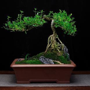 紫砂花盆精品大号长方形桌面花卉绿植盆景盆室内假山榕树老桩包邮