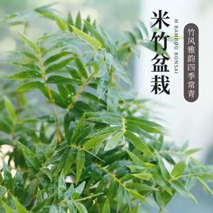 米竹盆栽丛生凤尾竹庭院植物阳台水培绿植观音竹好养盆景青竹子苗
