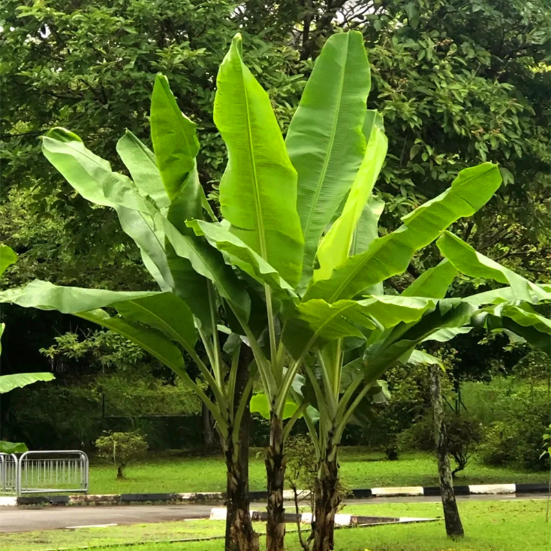 芭蕉树苗庭院热带风造q景绿天扇仙甘蕉芭绿化多年生室内外大型植