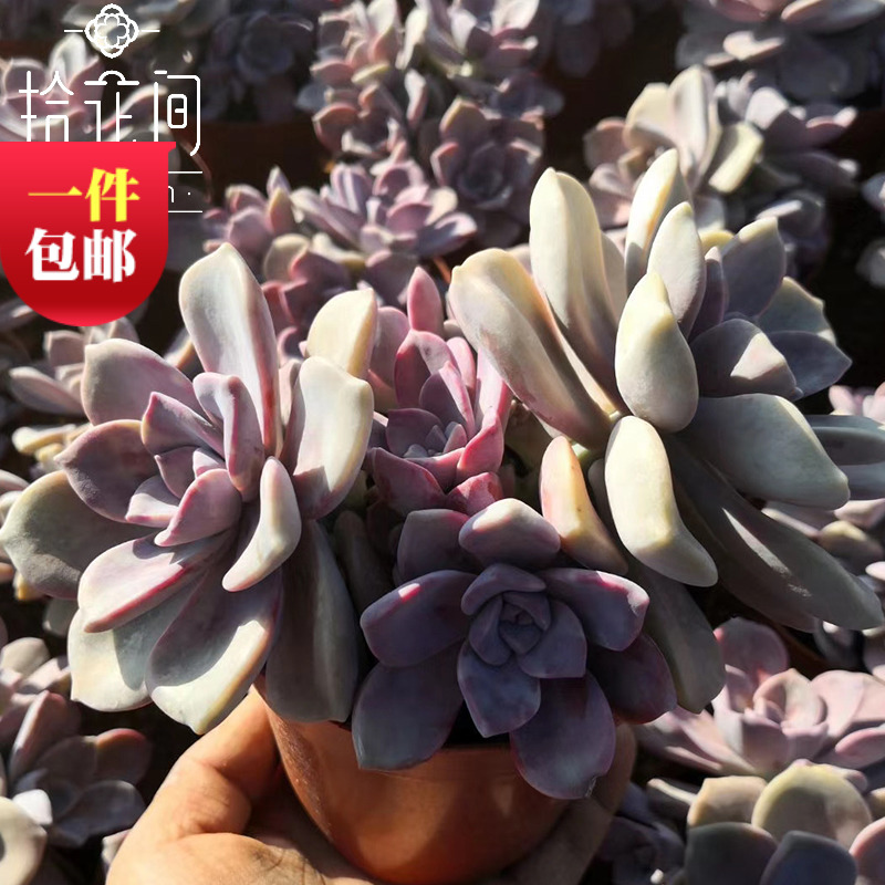 紫乐紫悦群生多头小老桩开u挂区多肉植物老客户专属品质 新手多肉