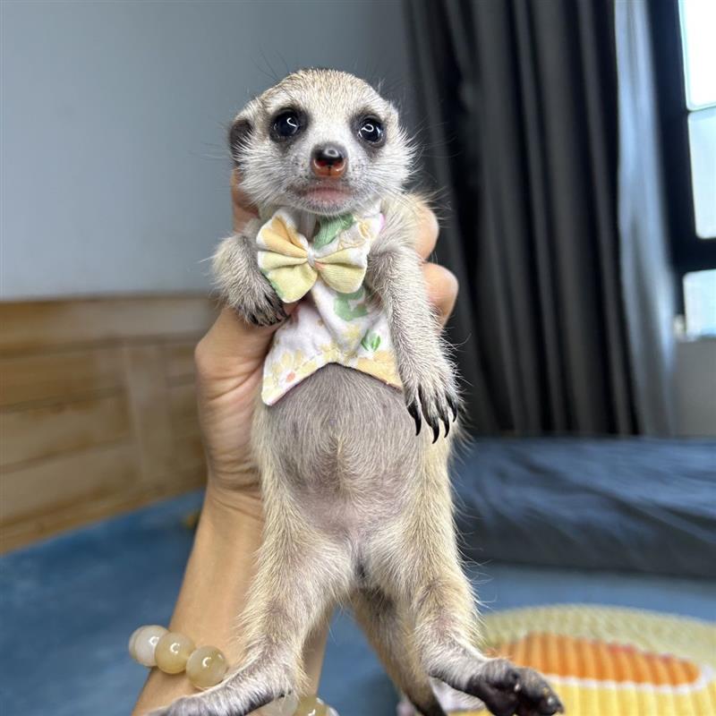 小狐獴裙子衣服20-45天可