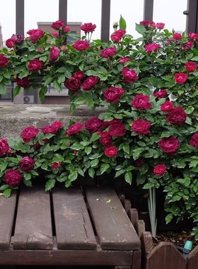 雀之舞1.3到1.5米土球发货大苗盆栽蔷薇花苗紫色爬藤植物庭院盆栽