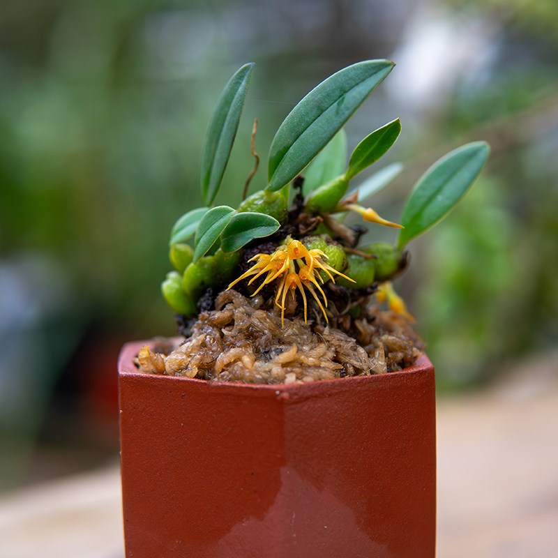 匠人花圃聚珠石豆兰带紫砂盆小巧迷你兰花植物好养桌面懒人盆栽肉