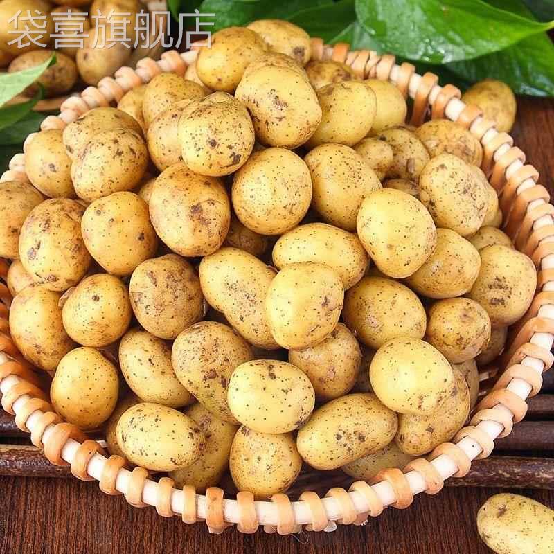 富硒土豆恩施小土豆新鲜现挖黄心小个马铃薯洋芋粉糯沙面鸡蛋