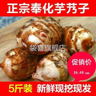 广西荔浦芋头旗舰店正宗奉化特产芋艿头小芋头5斤 非溪口新鲜农家