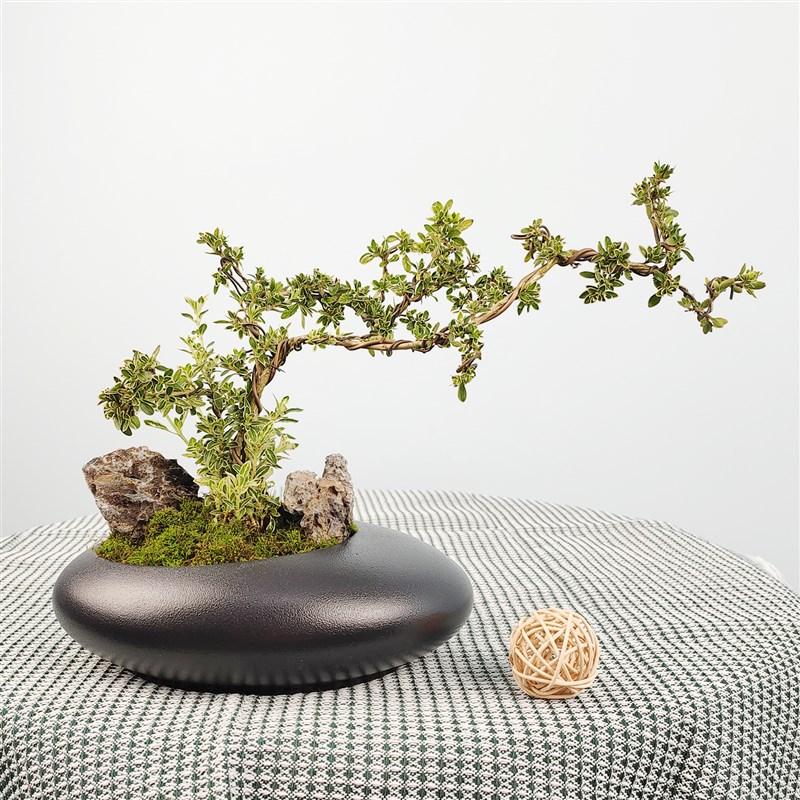 六月雪盆景造型老桩悬崖茶室窗台花卉阳台室内绿植精品礼品盆栽