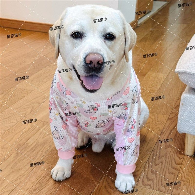 大型犬衣服拉布拉多金毛边牧护膝护肘关节大狗可爱衣服网眼薄款潮,宠物/宠物食品及用品,狗宠物服装/雨衣,淘宝优惠券,粉丝福利购,淘宝优惠卷