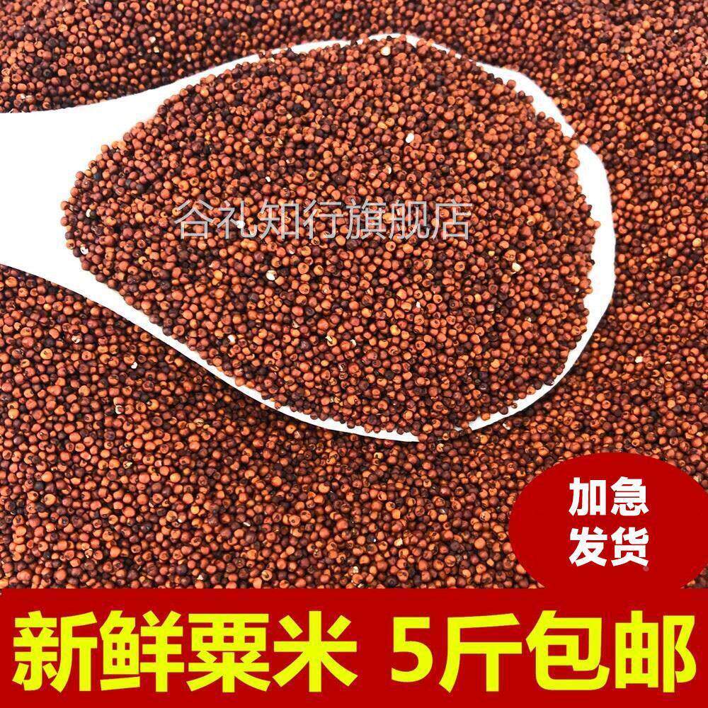 广西粟米粒龙爪粟拳头粟小枕头鸭脚粟米粥鸭脚栗米红色粟米粉