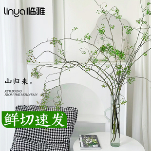 山归来鲜切花蔷薇果干枝条水培植物室内鲜花家用插花客厅绿植水养